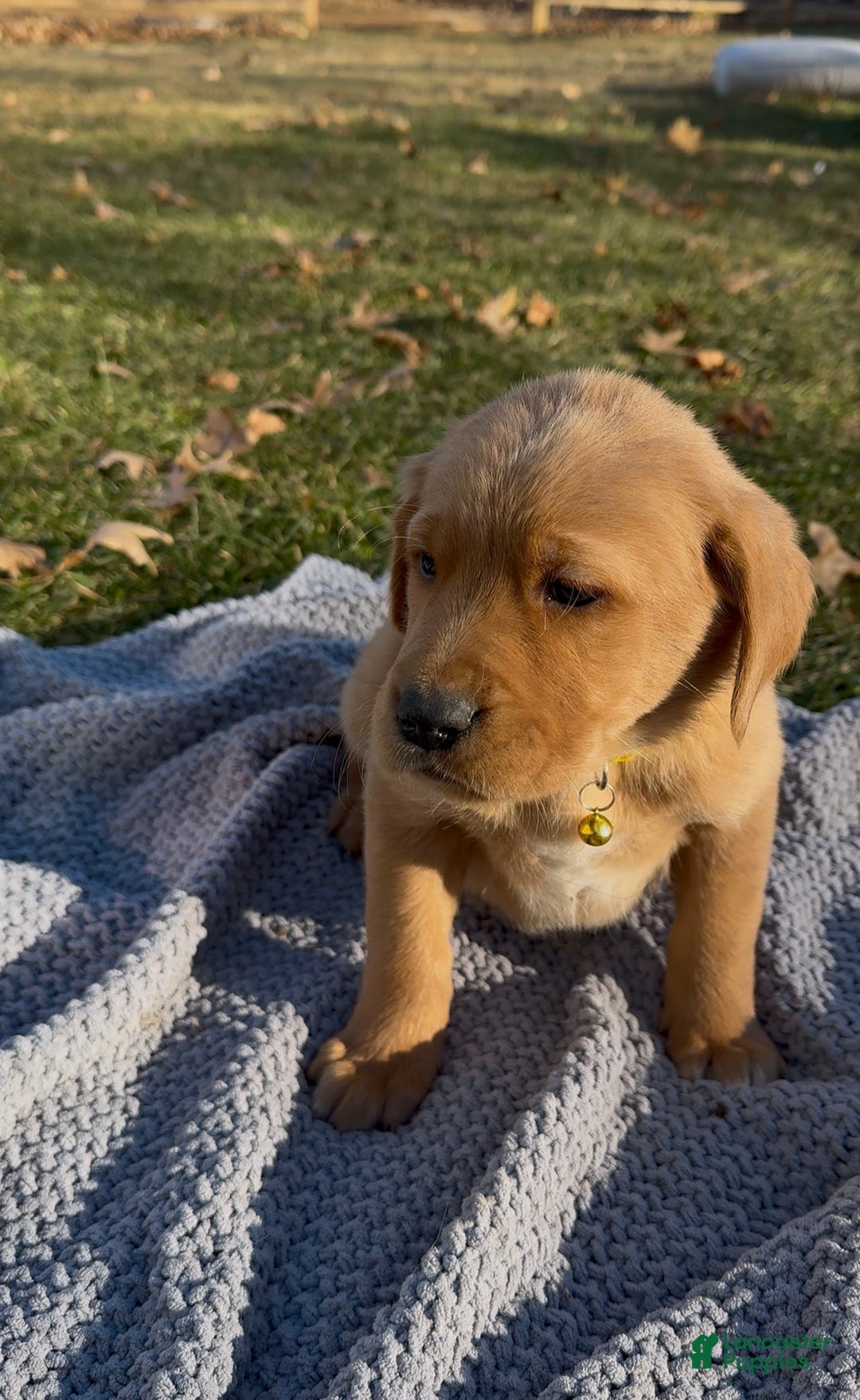 Goldador dogs for sale: Tom - Ad 2