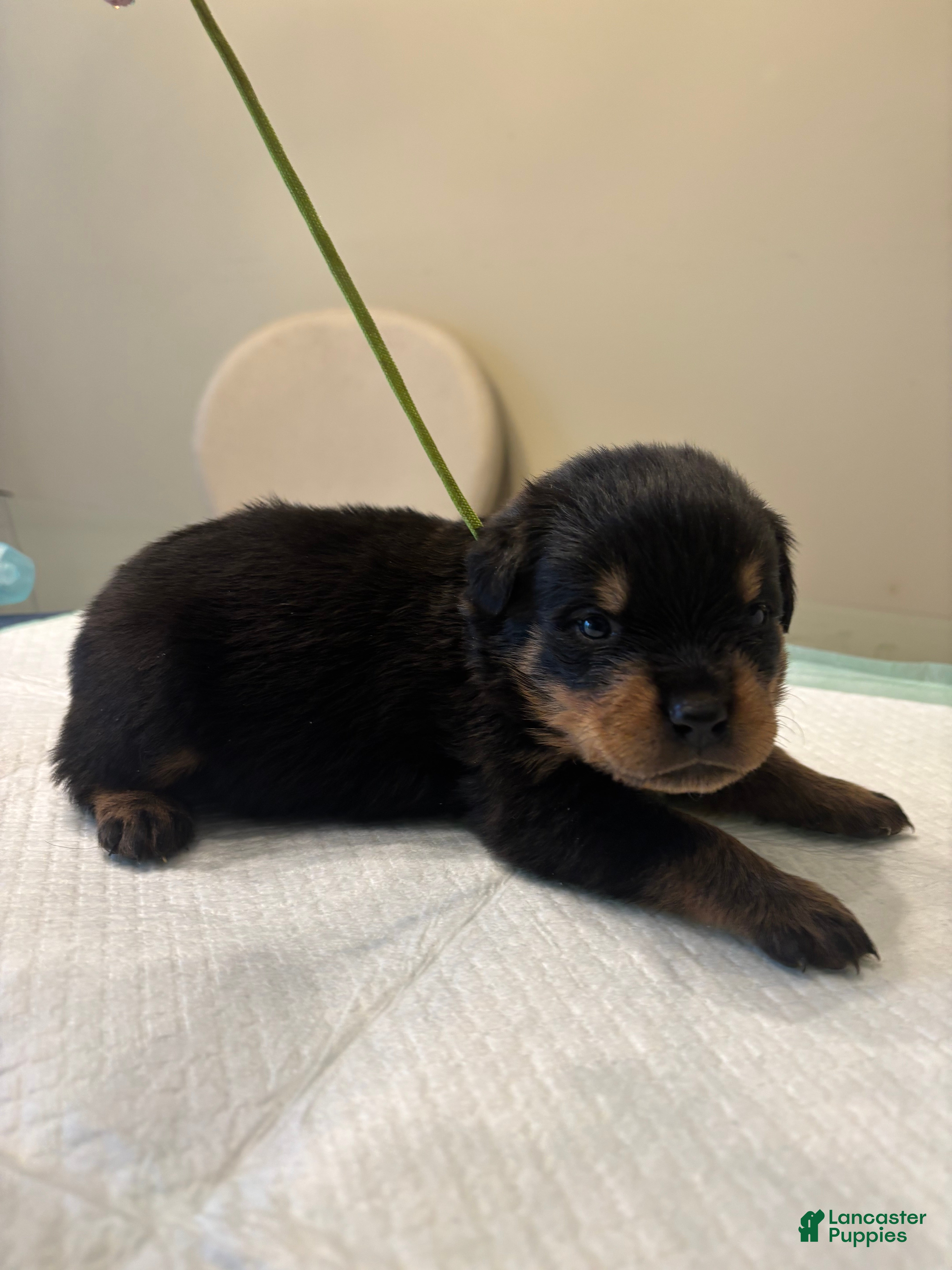 Rottweiler dogs Green - Ad 6