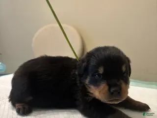 Rottweiler dogs Green - Ad 6