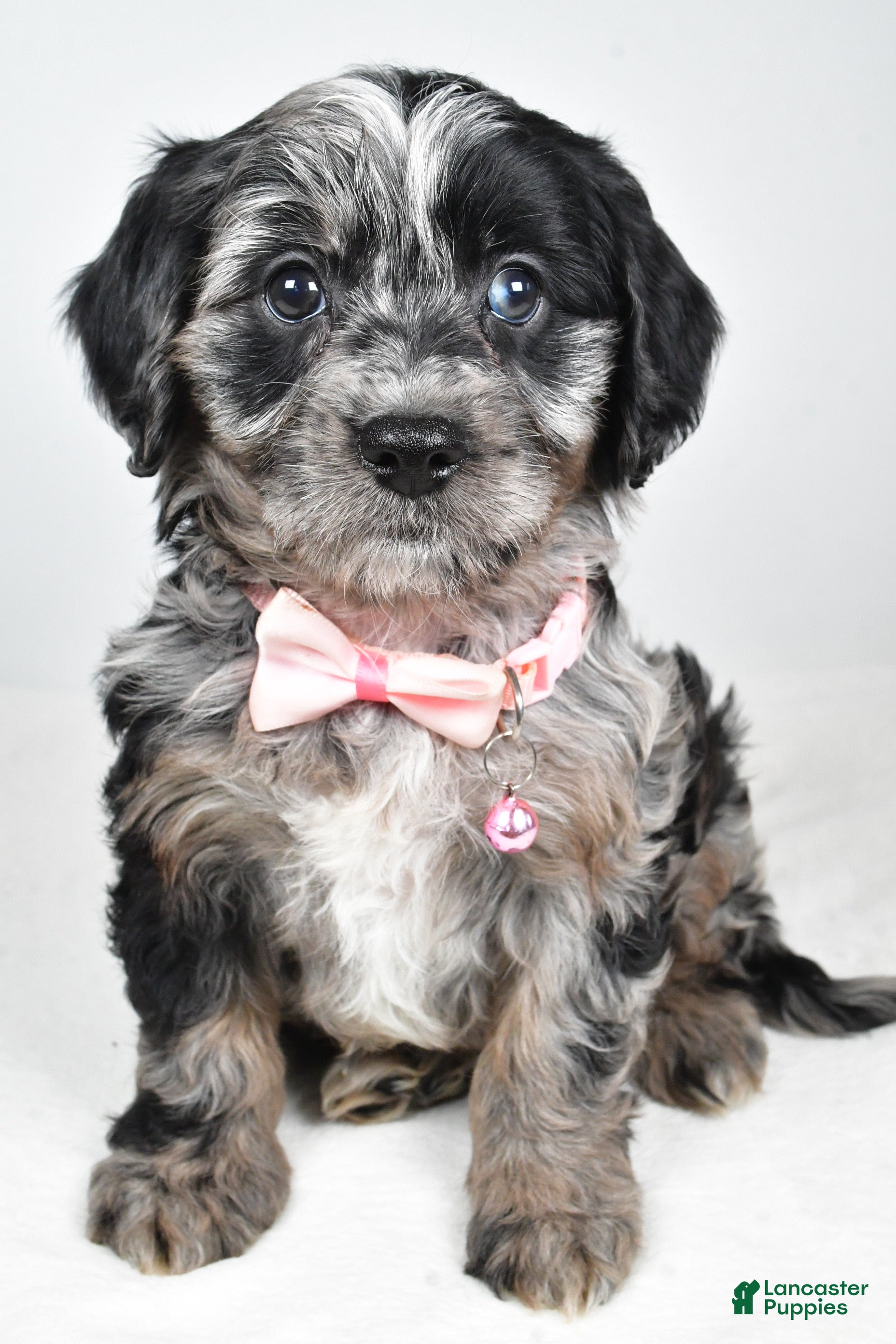 Cavapoo dogs Shirley  - Ad 39