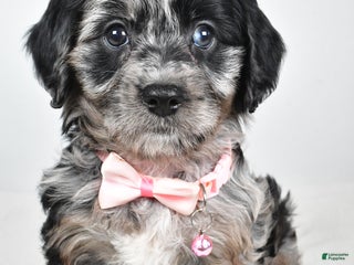 Cavapoo dogs Shirley - Ad 19