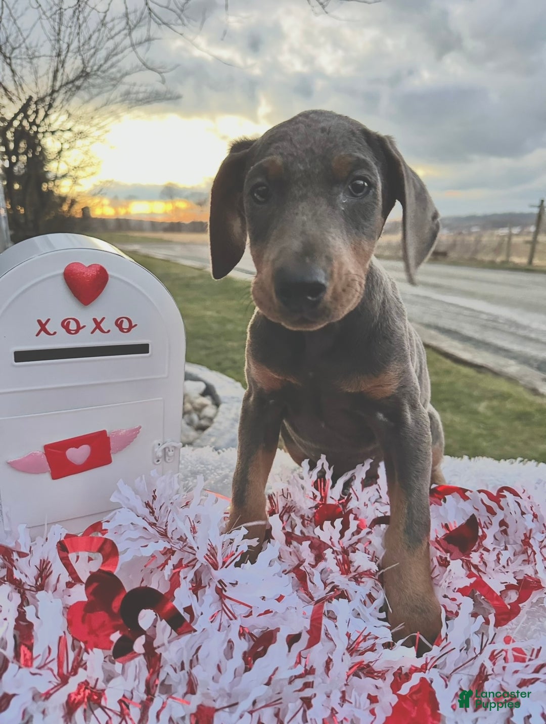 Doberman Pinscher dogs for sale: Akc Doberman Pinscher Blue Valentine - Ad 2