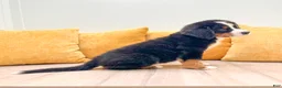 Bernese Mountain Dog dogs for sale: Dolly - Ad 3