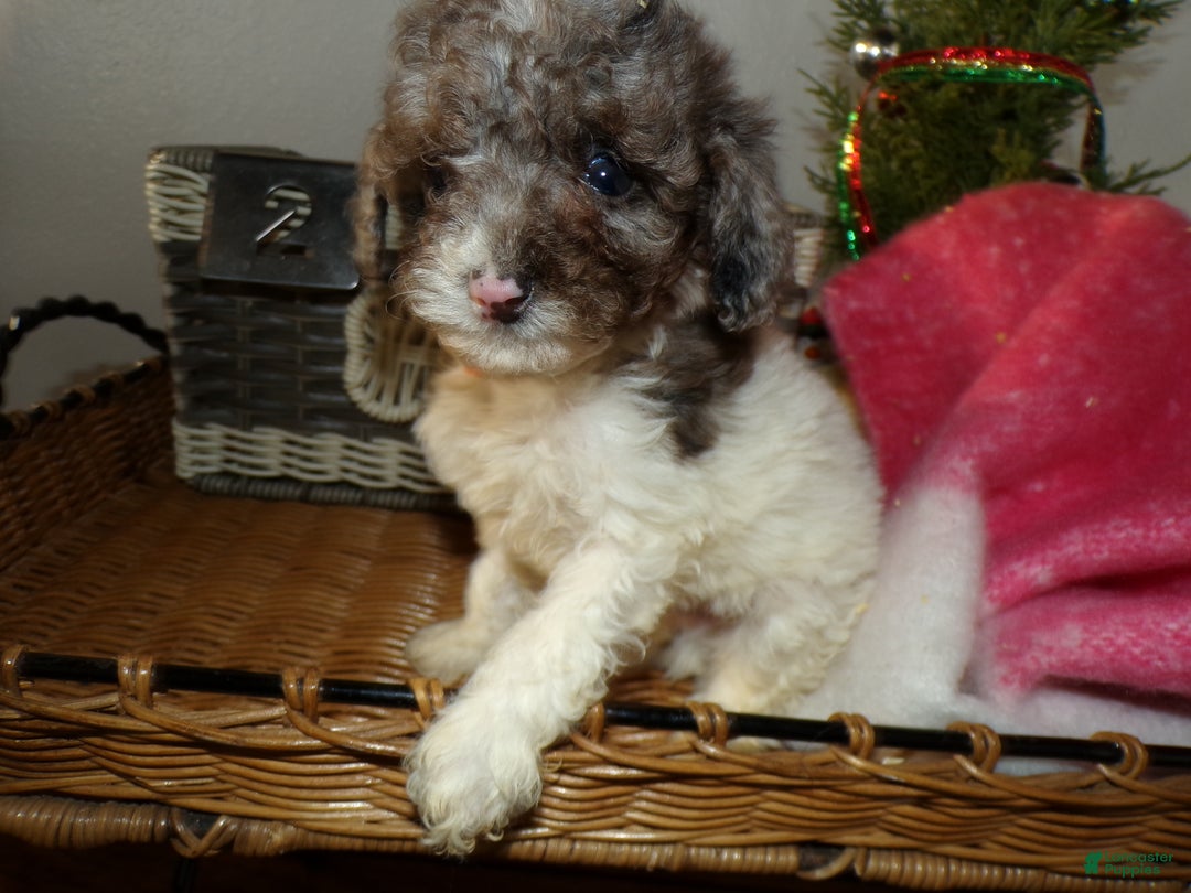 Toy Poodle dogs for sale: Toy Poodle Puppy 1 Dextor - Ad 2