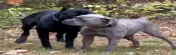 Cane Corso dogs for sale: Big Easy Blue  - Ad 10