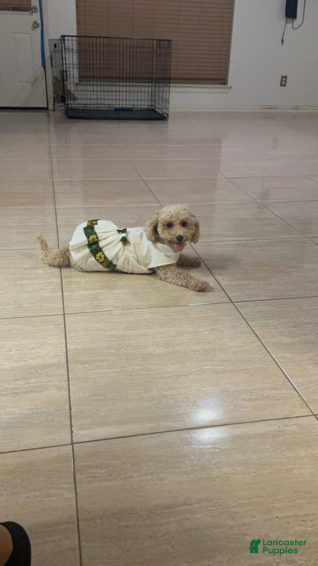 Maltipoo dogs for sale: Mixed Breed Puppy 1 - Ad 3