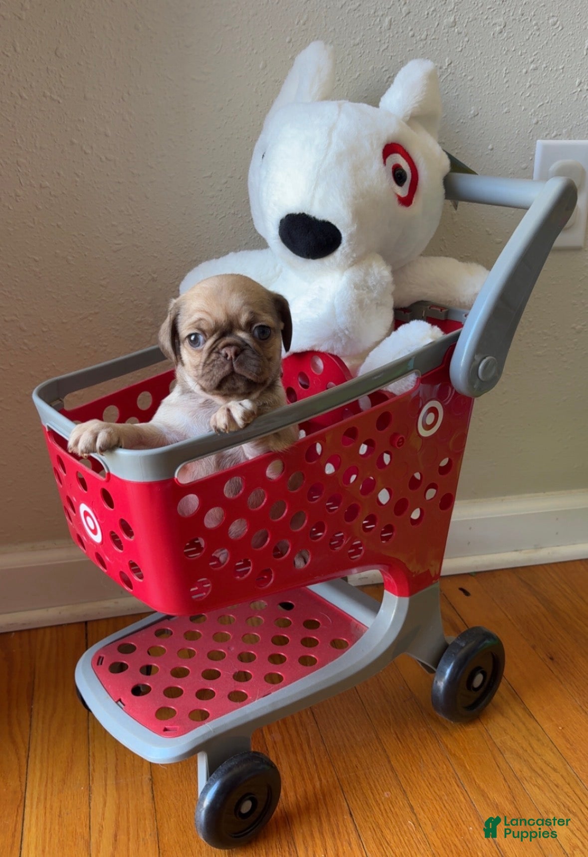 Pug dogs Truffle - Ad 28