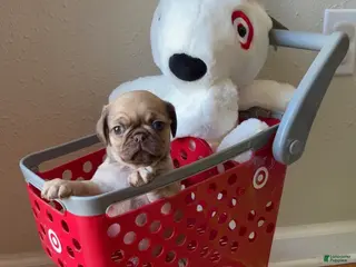 Pug dogs Truffle - Ad 28