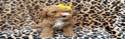 Cockapoo dogs for sale: Reagan - Ad 2