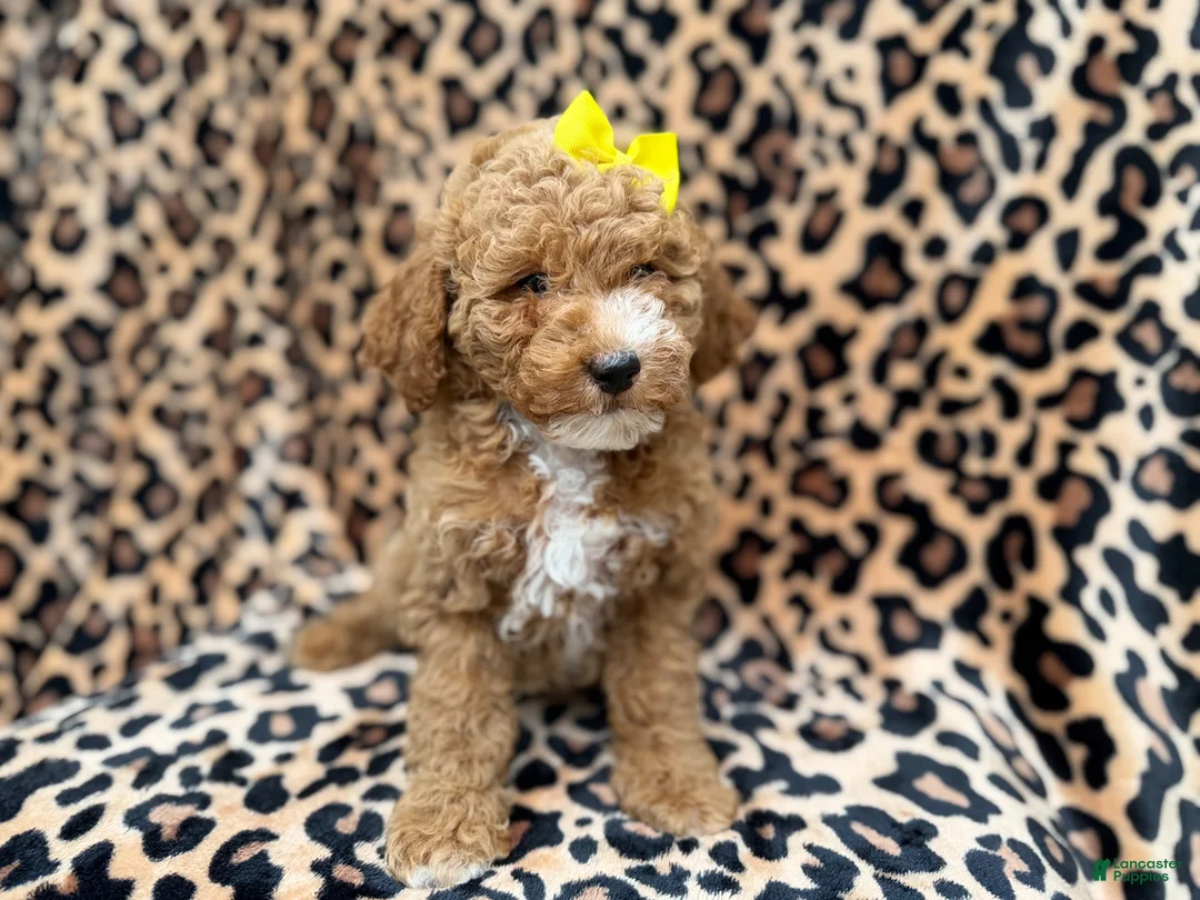 Cockapoo dogs for sale: Reagan - Ad 2