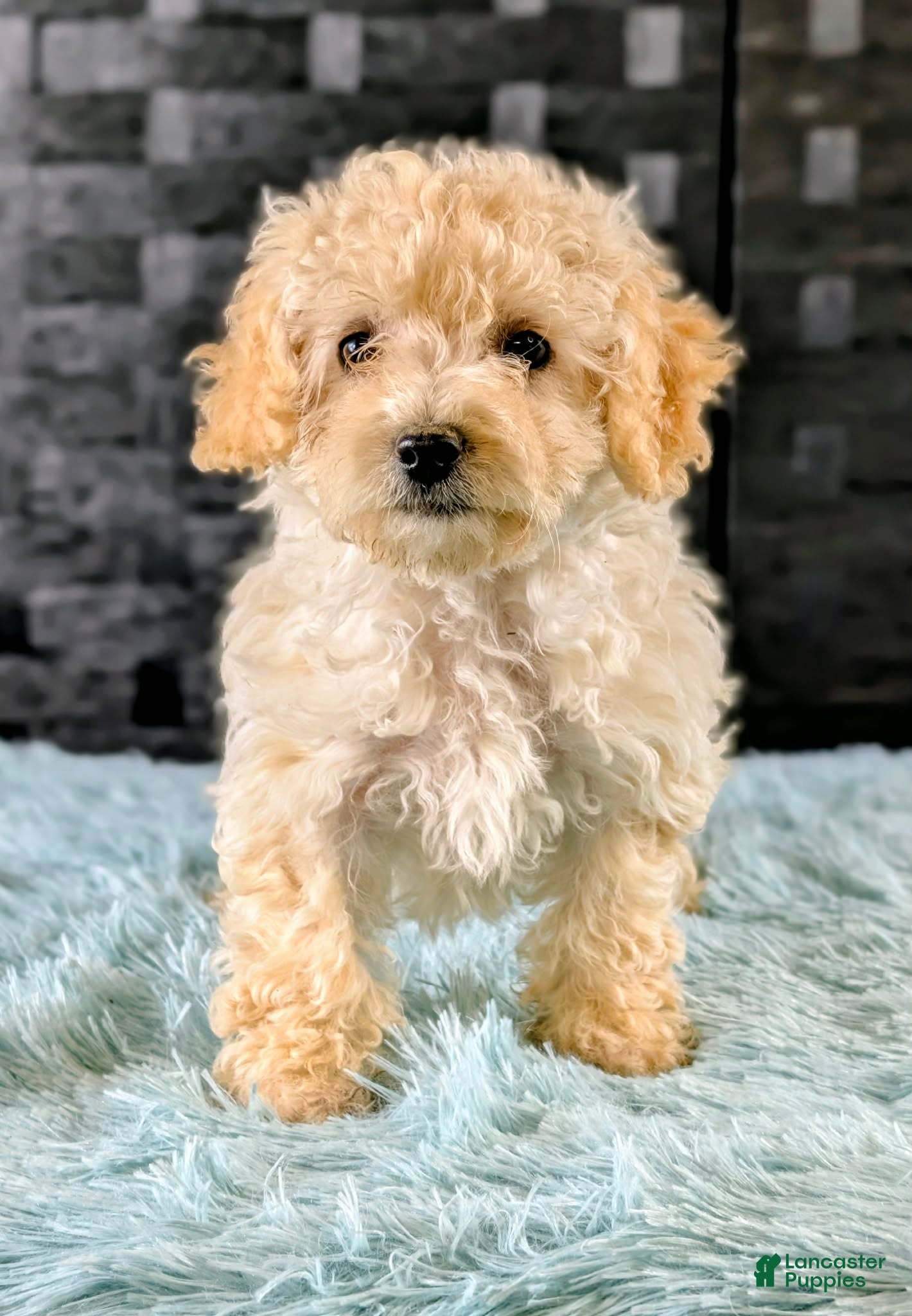 Bichpoo dogs Missy - Ad 2