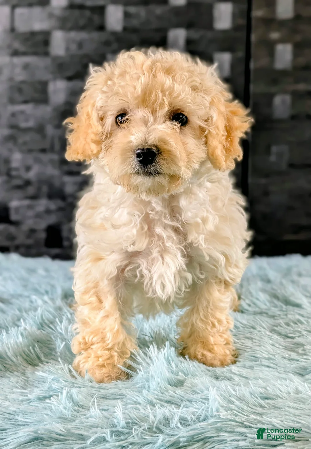 Bichpoo dogs for sale: Missy - Ad 2