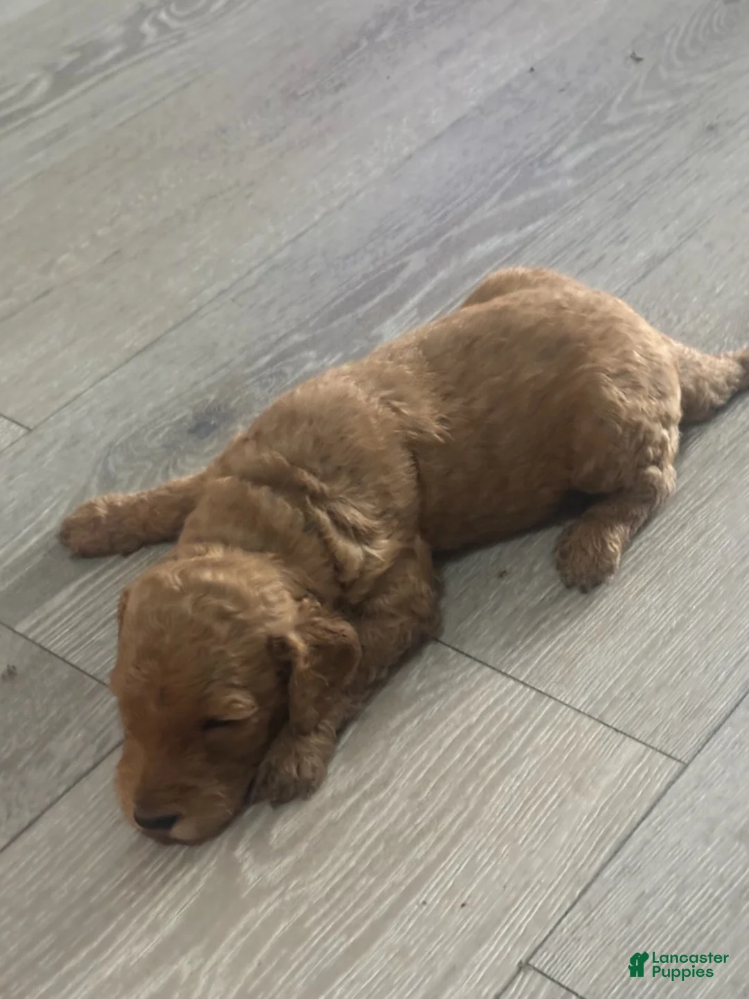 Goldendoodle dogs for sale: Boy 6 - Ad 1