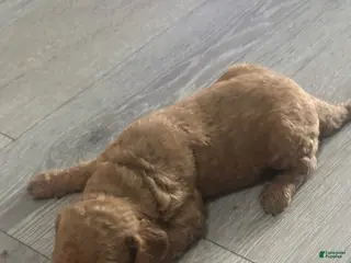 Goldendoodle dogs Boy 6 - Ad 12