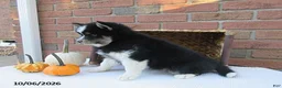 Pomsky dogs for sale: Oreo - Ad 3