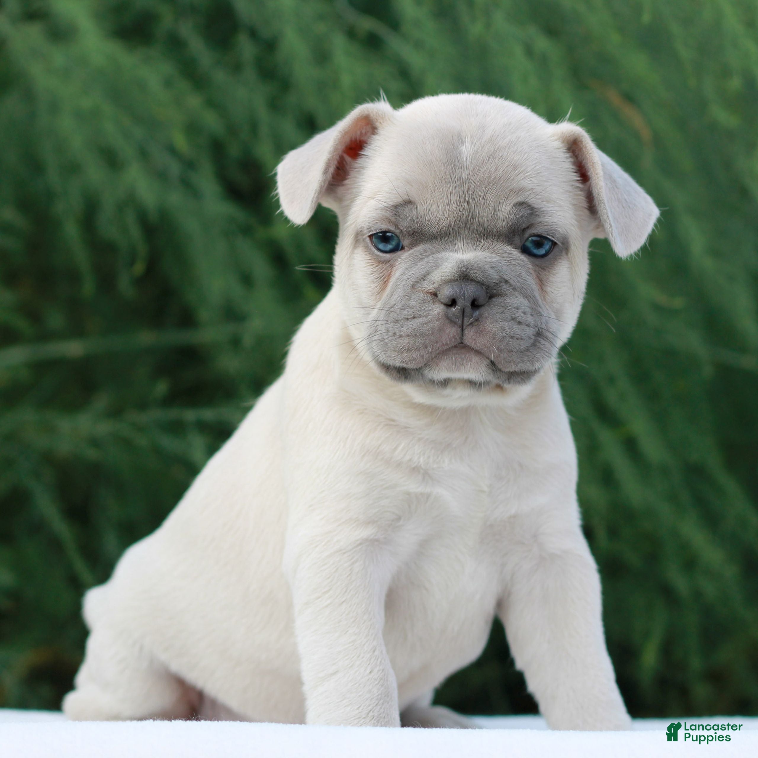 French Bulldog dogs Love  - Ad 2