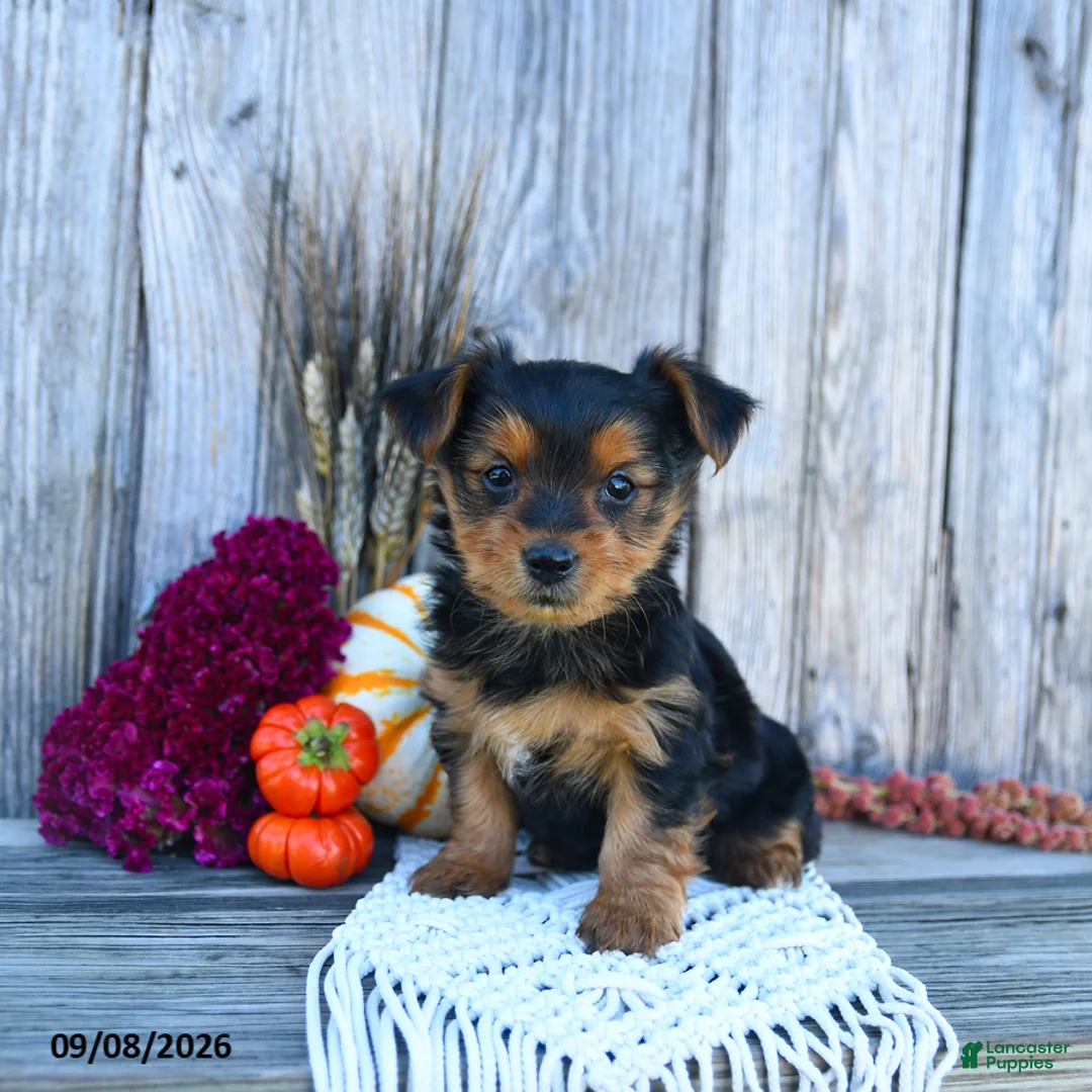 Yorkshire Terrier dogs for sale: Sylvia - Ad 1