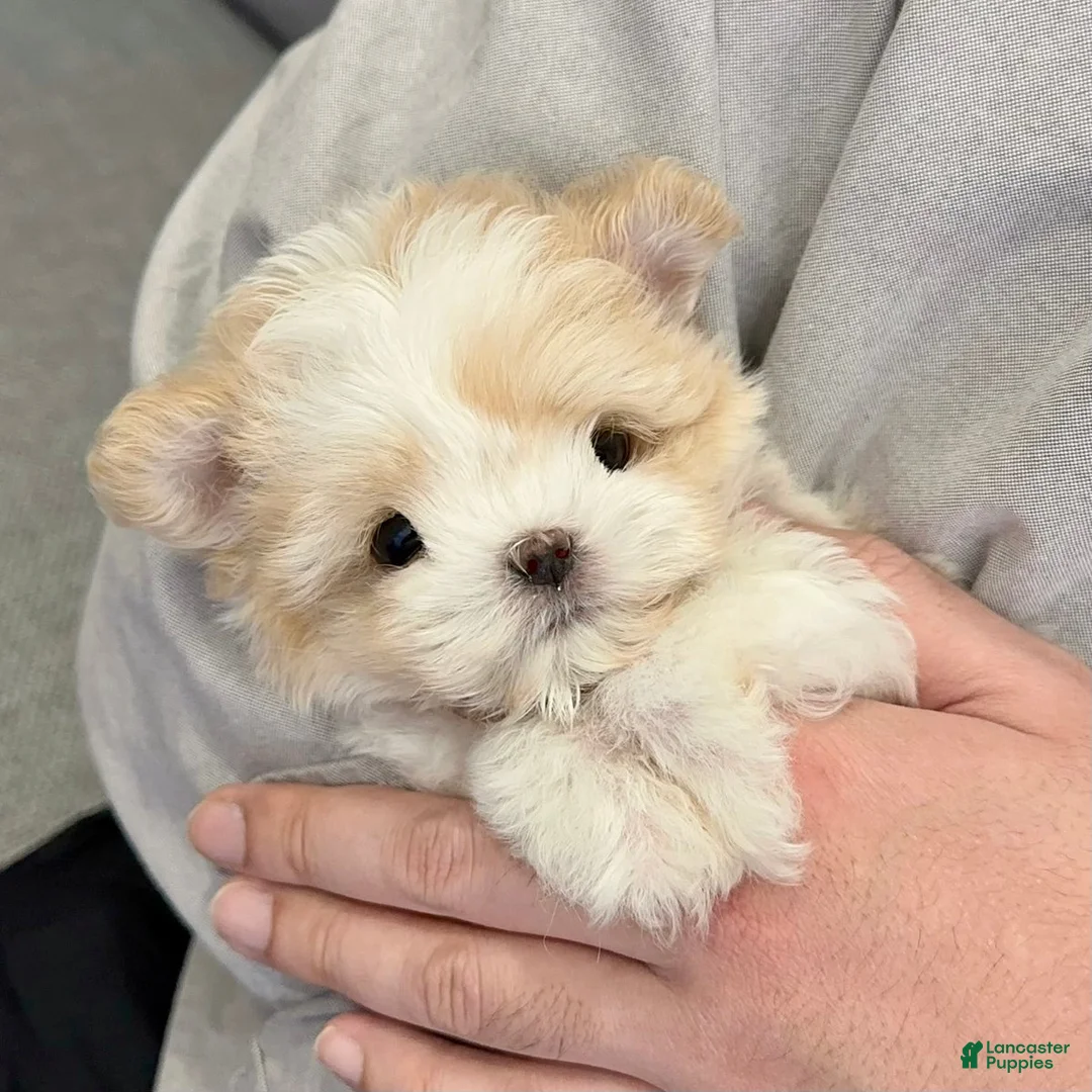 Maltipoo dogs for sale: Maltipoo Mia - Ad 1
