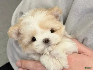 Maltipoo dogs for sale: Maltipoo Mia - Ad 2