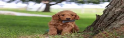 Mini Goldendoodle dogs for sale: Scrappy - Ad 5