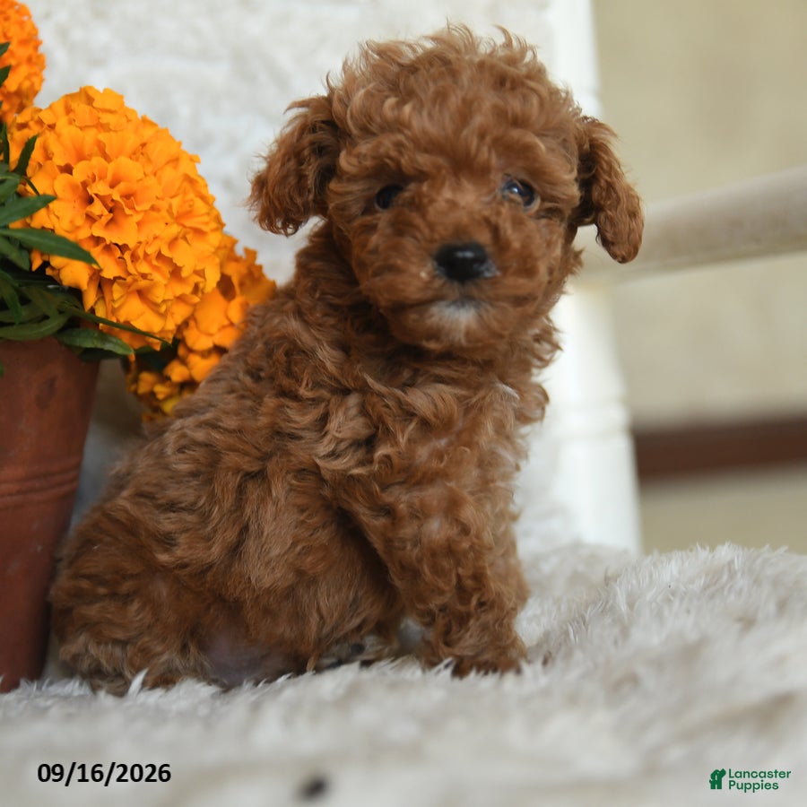 Miniature Poodle dogs Norman - Ad 2