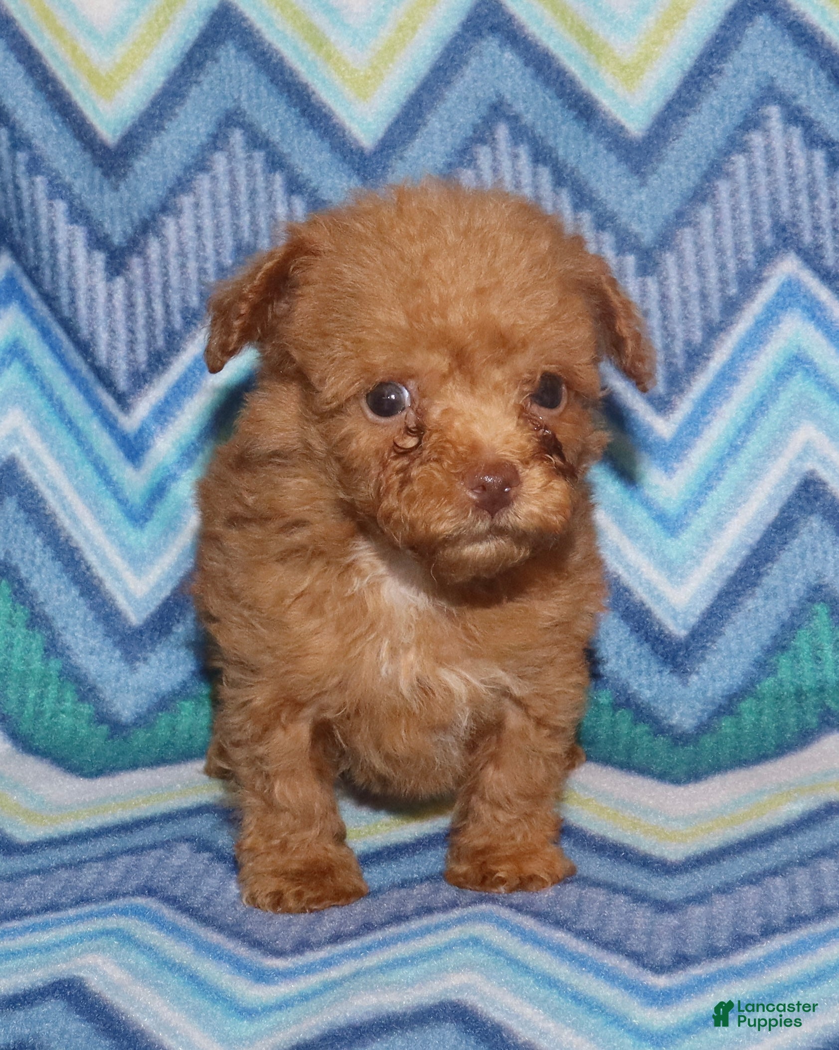 Toy Poodle dogs for sale: Double T Summer’s apricot male - Ad 10