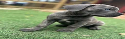 Cane Corso dogs for sale: Prima  - Ad 4