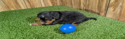 Mini Aussiedoodle dogs for sale: Sunset Girl 2 - Ad 17
