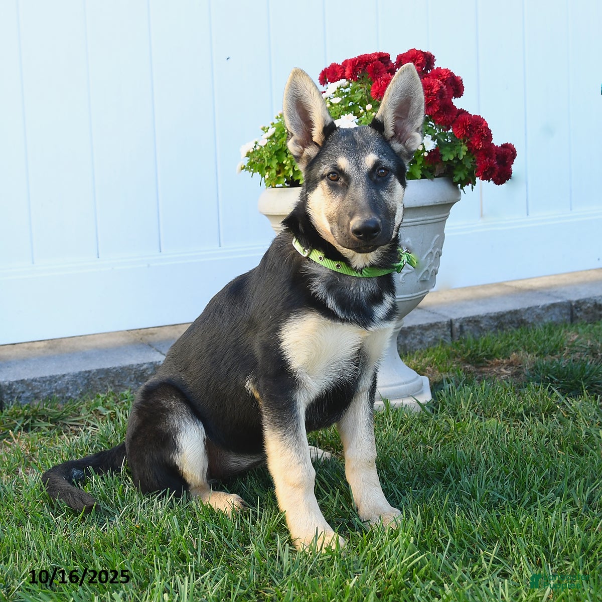 German Shepherd Puppies for sale under $200 Lancaster Puppies