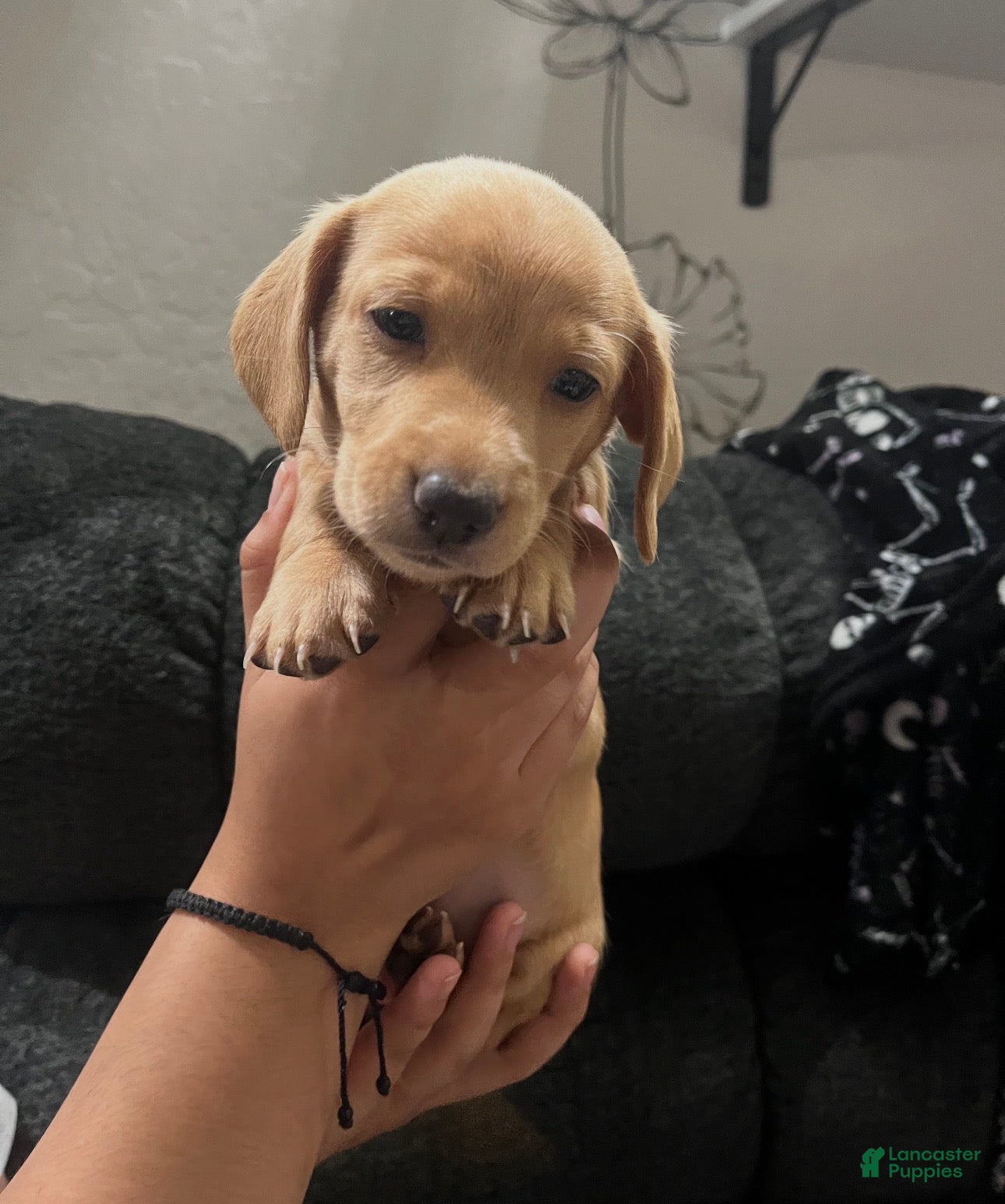 Dachshund dogs Dachshund 6 - Ad 4