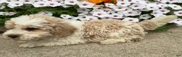 Miniature Poodle dogs for sale: Billy - Ad 3