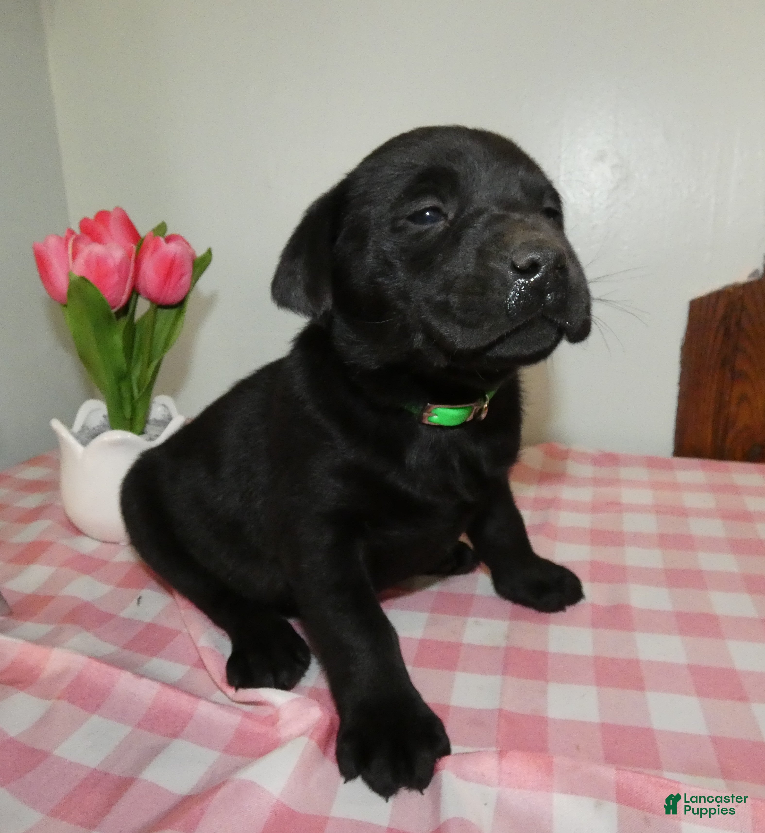 Labrador Retriever dogs Labrador Retriever Puppy 8 Leo - Ad 37