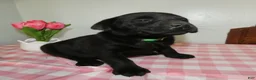 Labrador Retriever dogs for sale: Labrador Retriever Puppy 8 Leo - Ad 1
