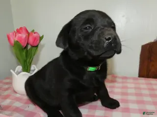 Labrador Retriever dogs for sale: Labrador Retriever Puppy 8 Leo - Ad 2