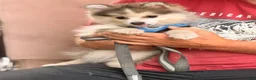 Pomsky dogs for sale: Drake - Ad 5