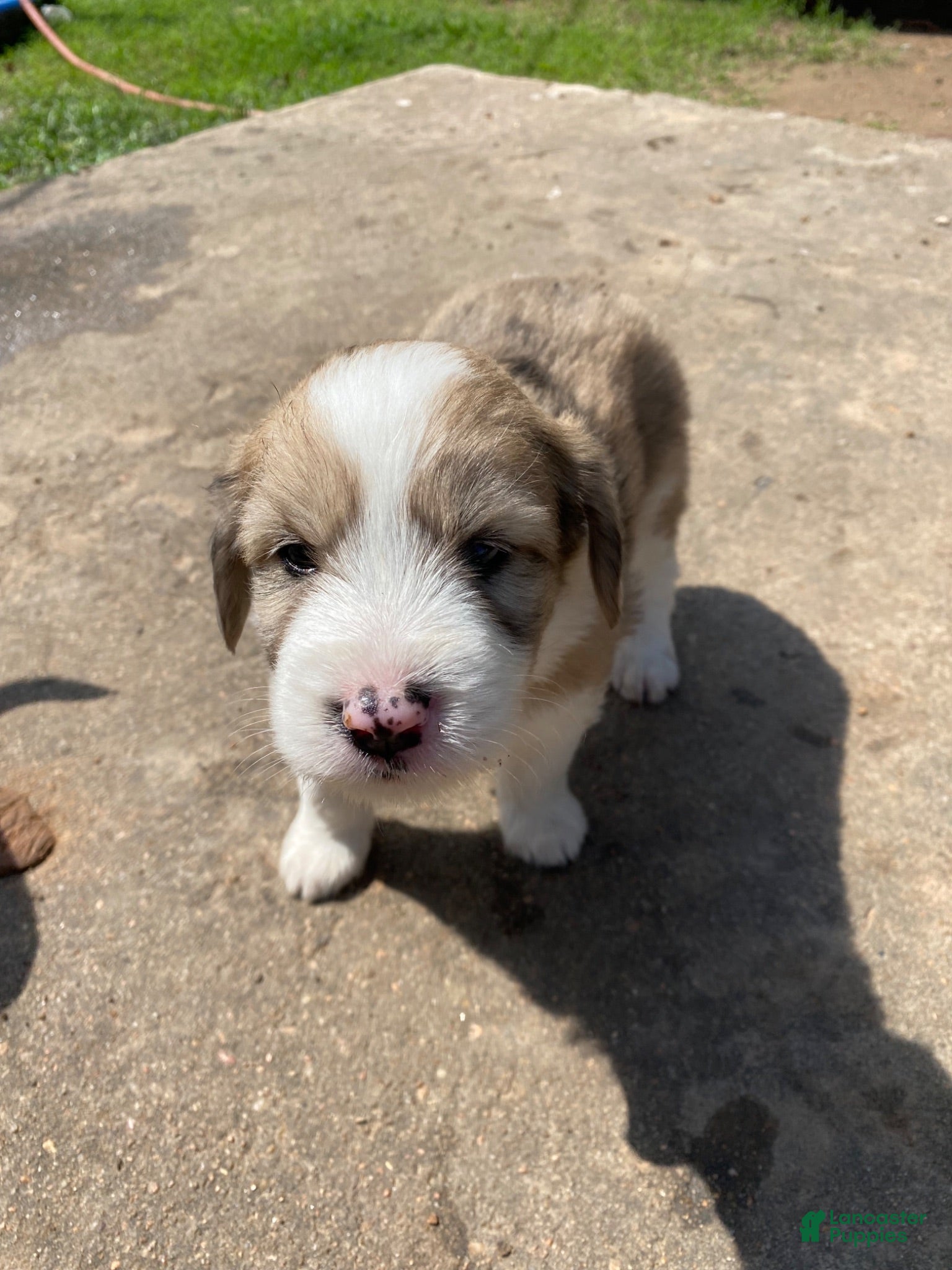 Mixed Breed dogs Mixed Breed 3 - Ad 2