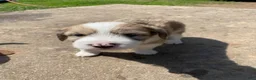 Mixed Breed dogs for sale: Mixed Breed 3 - Ad 2