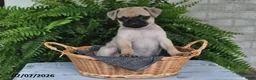 Pug dogs for sale: Ellie - Ad 5