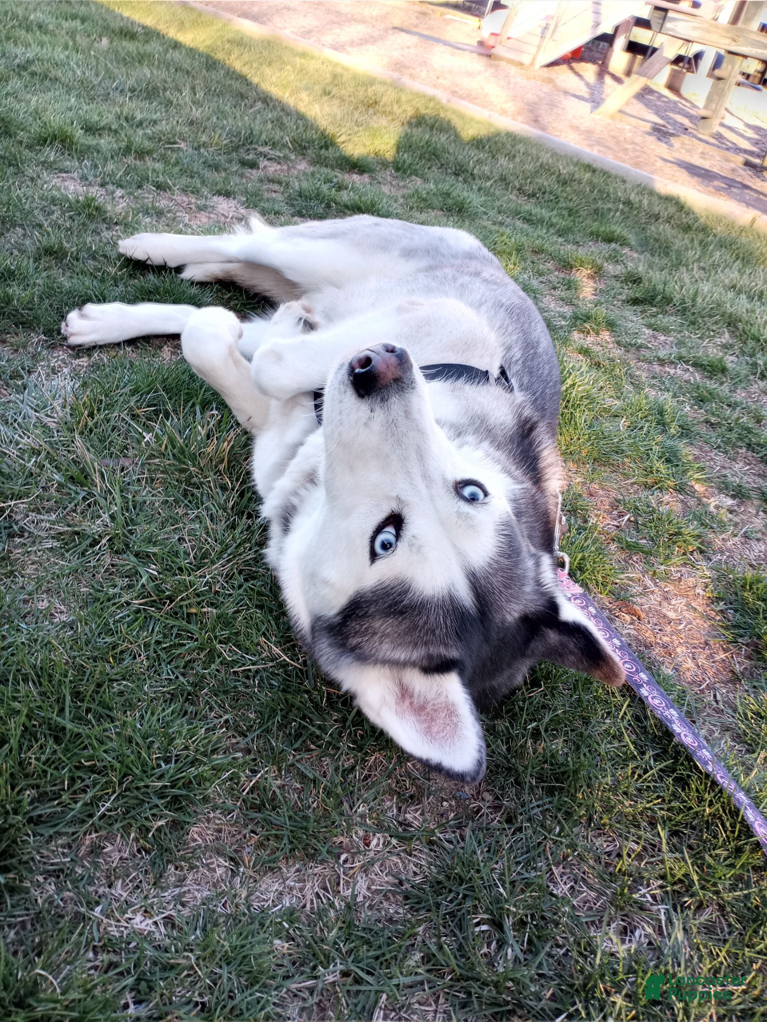 Siberian Husky dogs Everest - Ad 2