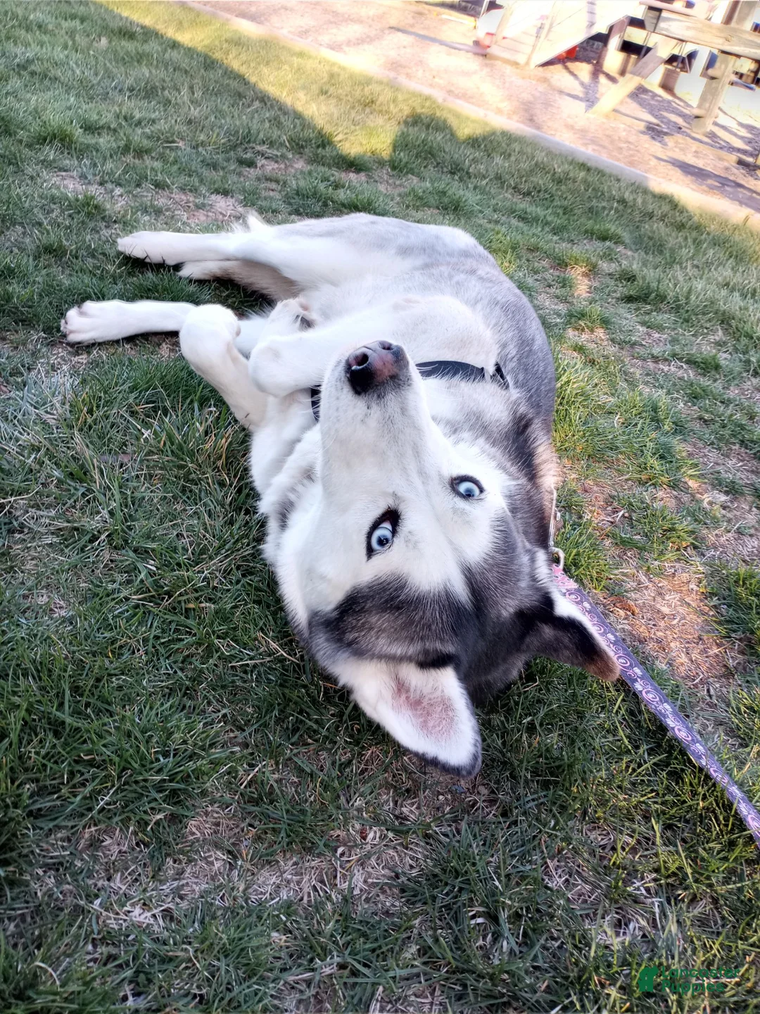 Siberian Husky dogs for sale: Everest - Ad 2