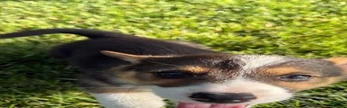 Welsh Corgi Pembroke 1