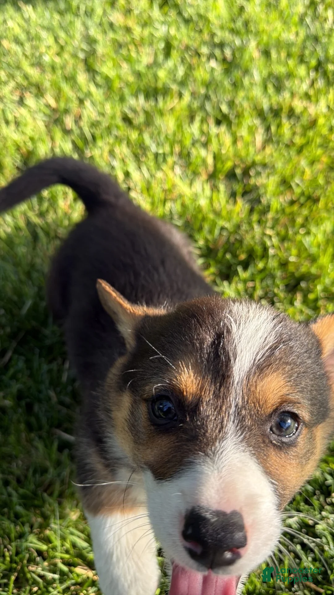 Welsh Corgi Pembroke dogs for sale: Welsh Corgi Pembroke 1 - Ad 1