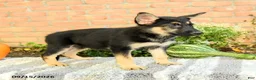 Gerberian Shepsky dogs for sale: Taylor - Ad 3