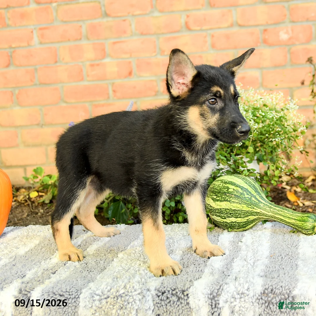 Gerberian Shepsky dogs for sale: Taylor - Ad 3