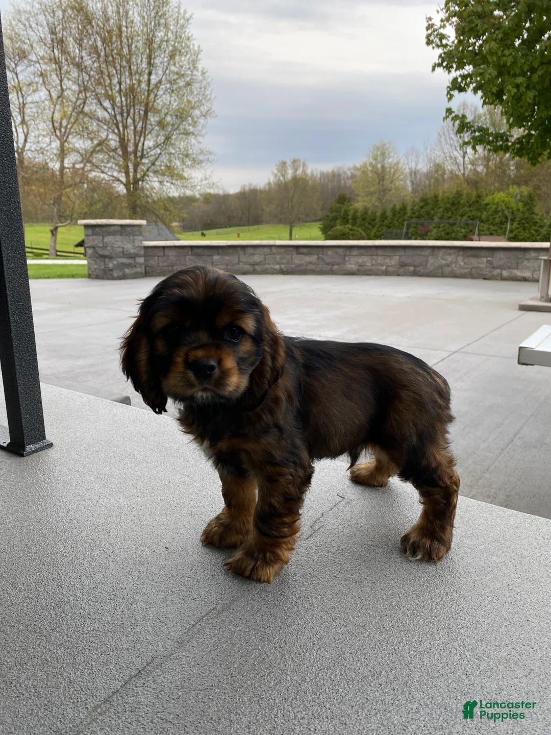 Cocker Spaniel dogs for sale: Gabe - Ad 6