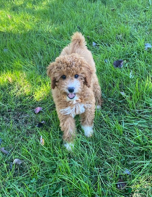 Mini Goldendoodle dogs for sale: Ember- mini/ petite - Ad 1