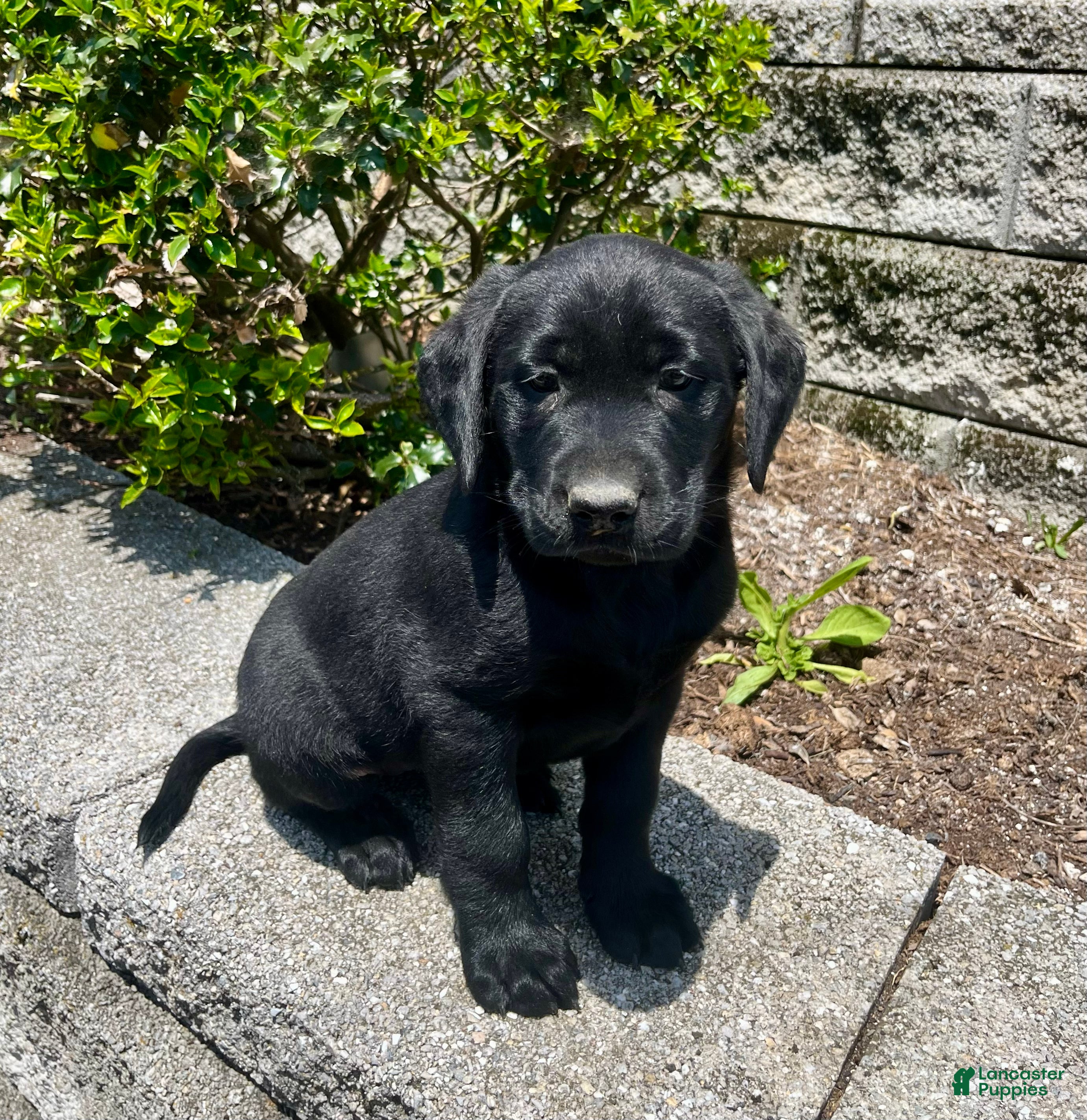 Labrador Retriever dogs for sale: Bella - Ad 3