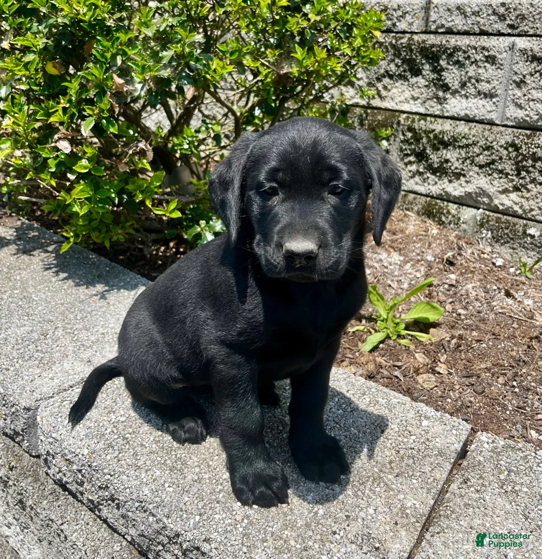 Labrador Retriever dogs for sale: Bella - Ad 1