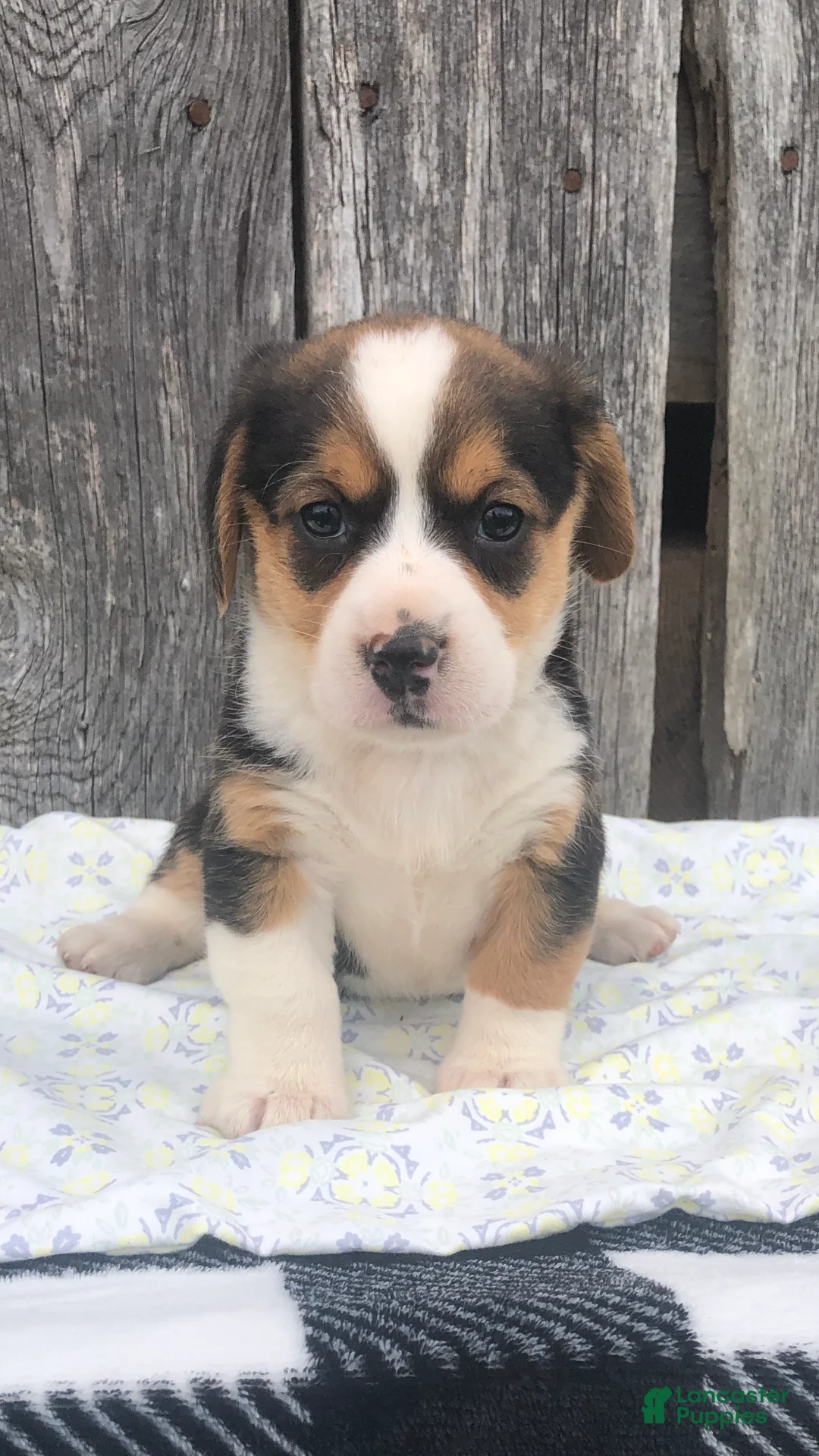 Mixed Breed dogs for sale: Reagan - Ad 1