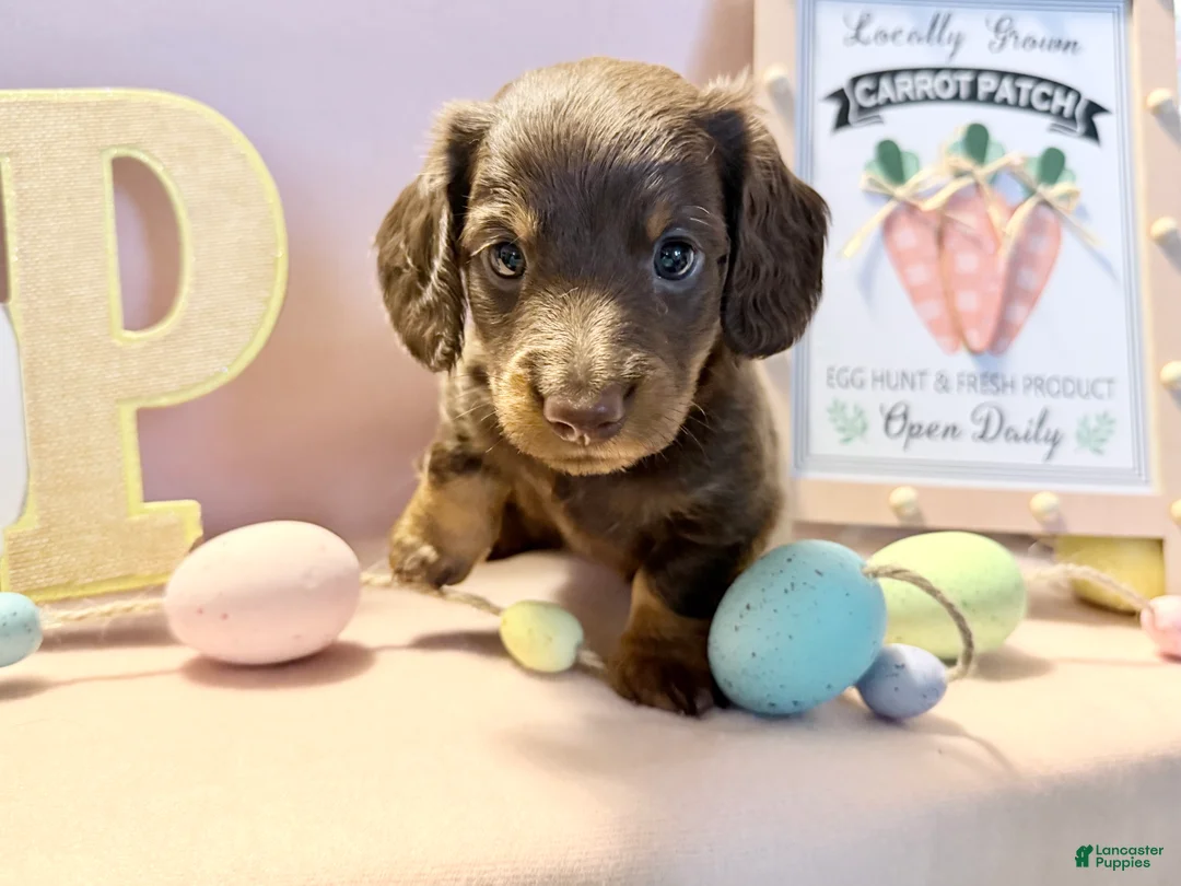 Dachshund dogs for sale: Violet - Ad 17